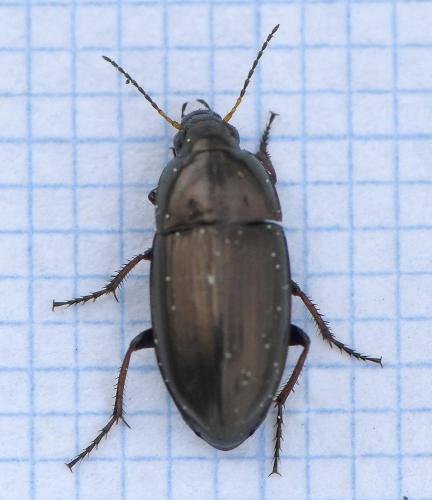 Amara aenea
